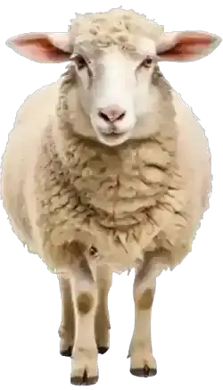 Küçükbaş Kurban - Koyun